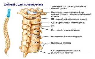 Позвоночник 7 позвонок грудной отдел